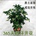 正宗桂花树四季桂树苗盆栽耐寒植物室内外花卉庭院四季开花卉