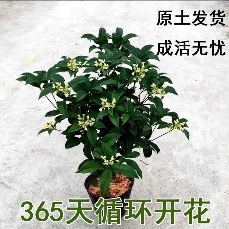 正宗桂花树四季桂树苗盆栽耐寒植物室内外花卉庭院四季开花卉