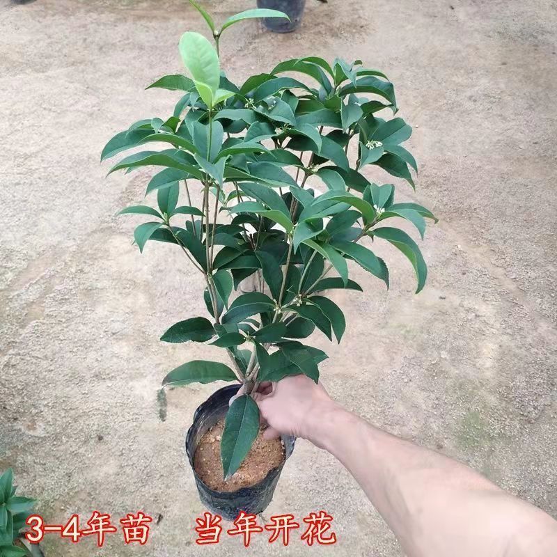 正宗桂花树四季桂树苗盆栽耐寒植物室内外花卉庭院四季开花卉
