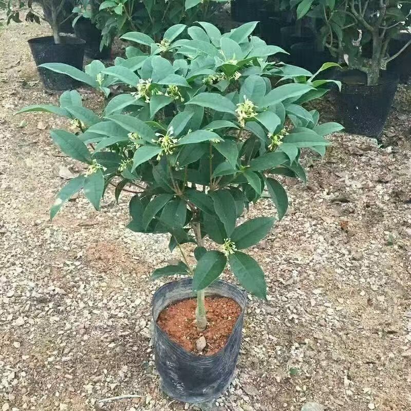 正宗桂花树四季桂树苗盆栽耐寒植物室内外花卉庭院四季开花卉