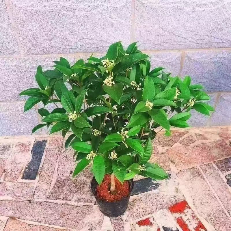 正宗桂花树四季桂树苗盆栽耐寒植物室内外花卉庭院四季开花卉