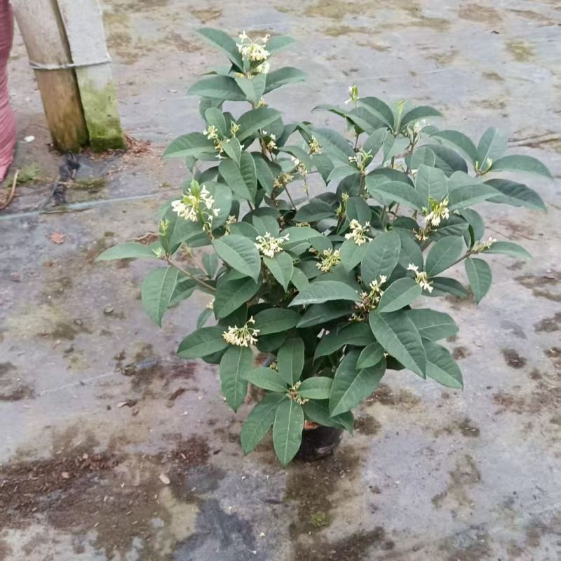 正宗桂花树四季桂树苗盆栽耐寒植物室内外花卉庭院四季开花卉