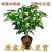 正宗桂花树四季桂树苗盆栽耐寒植物室内外花卉庭院四季开花卉