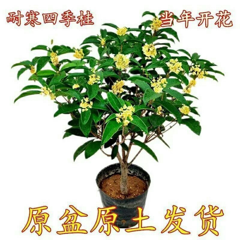 正宗桂花树四季桂树苗盆栽耐寒植物室内外花卉庭院四季开花卉