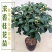 正宗桂花树四季桂树苗盆栽耐寒植物室内外花卉庭院四季开花卉