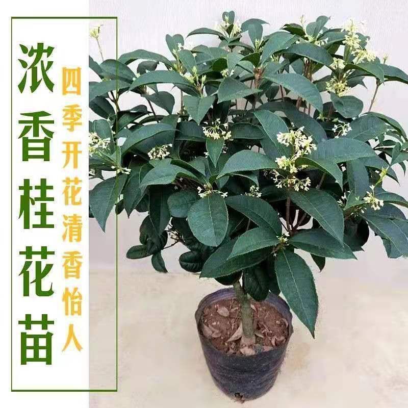 正宗桂花树四季桂树苗盆栽耐寒植物室内外花卉庭院四季开花卉
