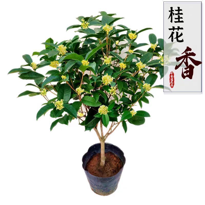 正宗桂花树四季桂树苗盆栽耐寒植物室内外花卉庭院四季开花卉