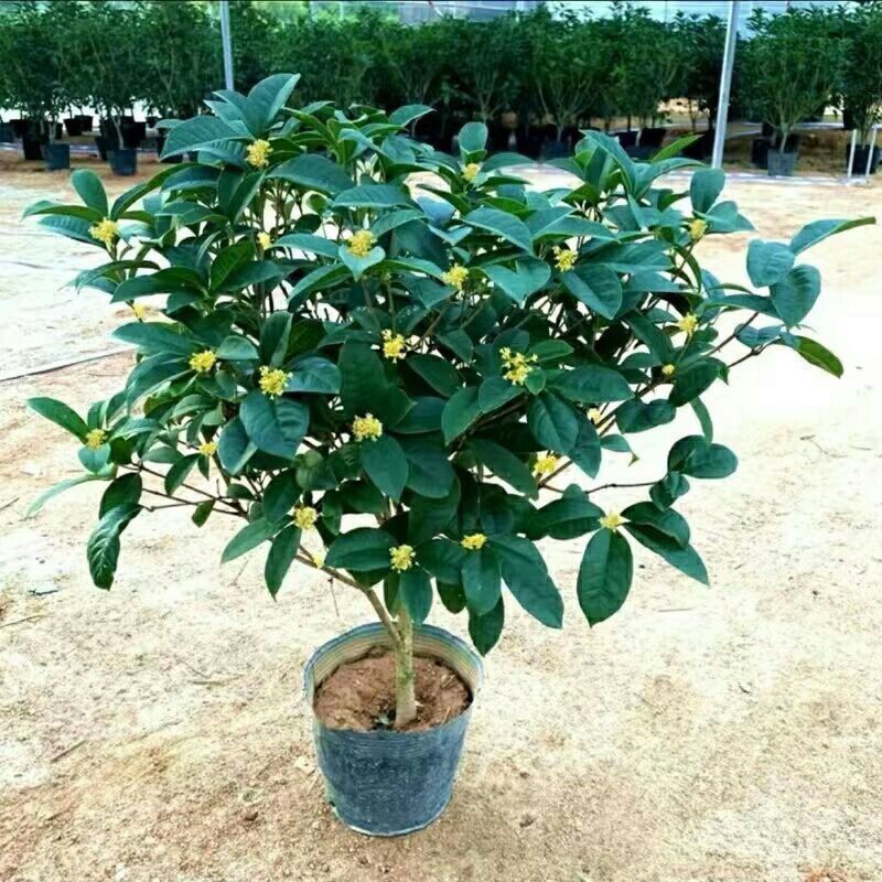 正宗桂花树四季桂树苗盆栽耐寒植物室内外花卉庭院四季开花卉