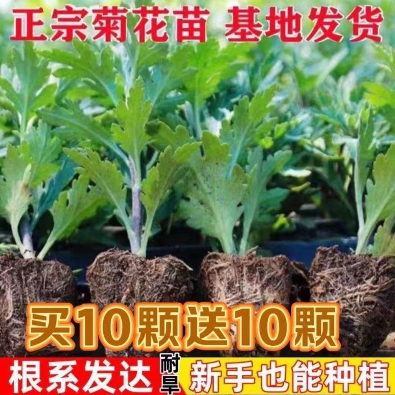 耐寒大菊花苗盆栽新品菊花多色四季开花室内阳台庭院荷兰菊雏