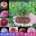 耐寒大菊花苗盆栽新品菊花多色四季开花室内阳台庭院荷兰菊雏
