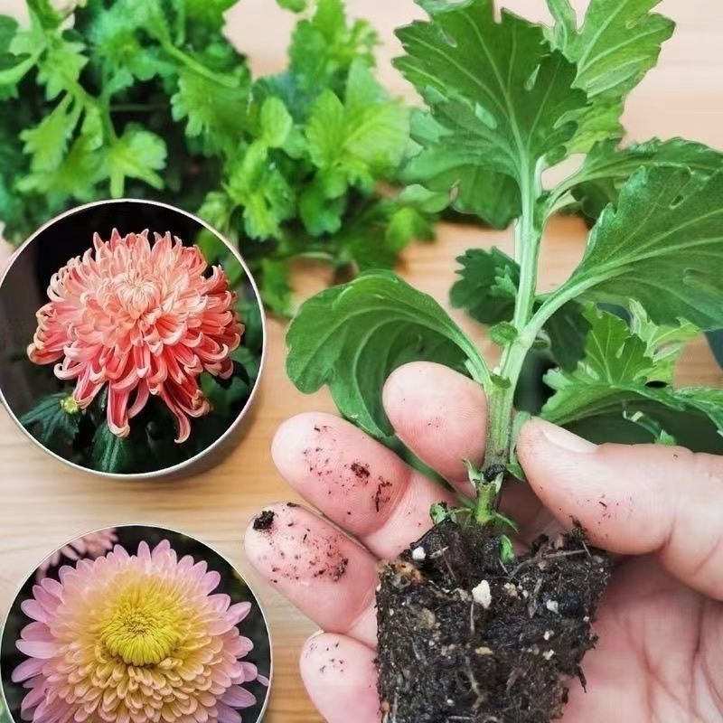 耐寒大菊花苗盆栽新品菊花多色四季开花室内阳台庭院荷兰菊雏