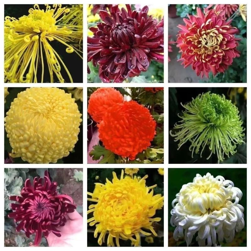 耐寒大菊花苗盆栽新品菊花多色四季开花室内阳台庭院荷兰菊雏
