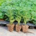 耐寒大菊花苗盆栽新品菊花多色四季开花室内阳台庭院荷兰菊雏
