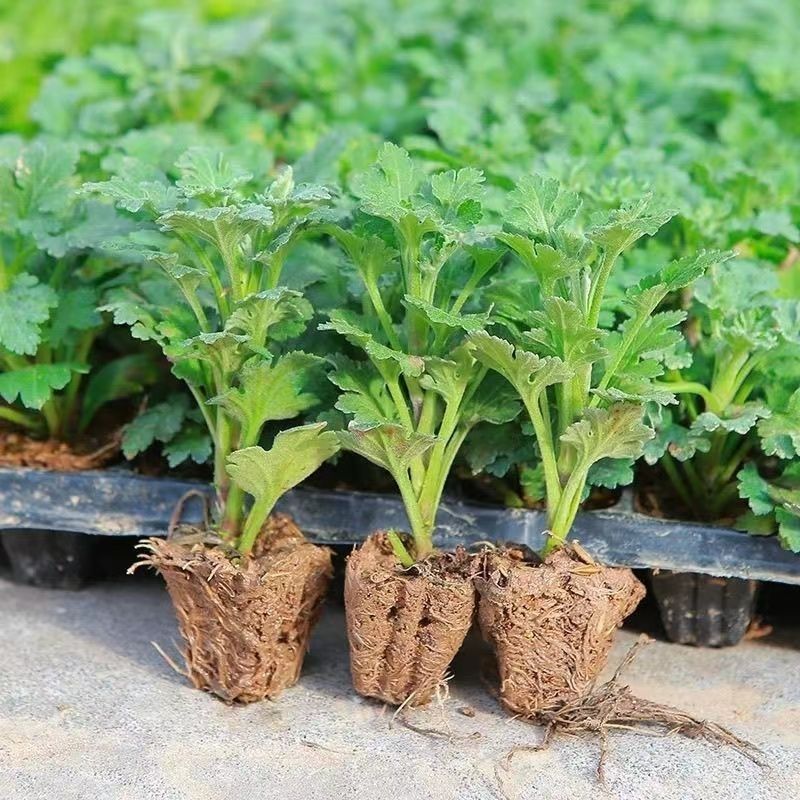 耐寒大菊花苗盆栽新品菊花多色四季开花室内阳台庭院荷兰菊雏