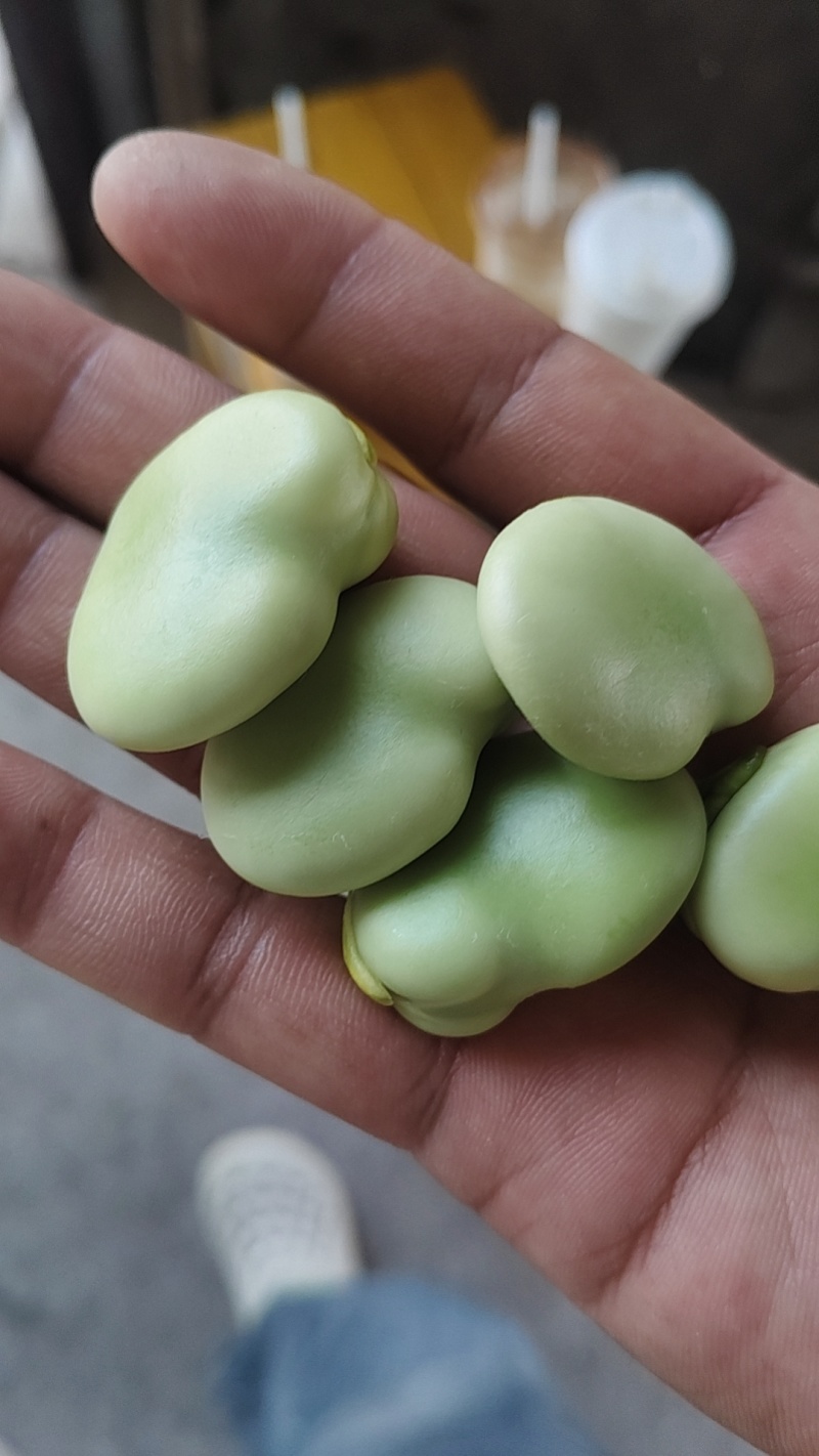大板豆，精品大白玉