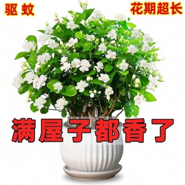 【**香】茉莉浓香横县重瓣盆栽室内绿植好养四季花卉阳台植