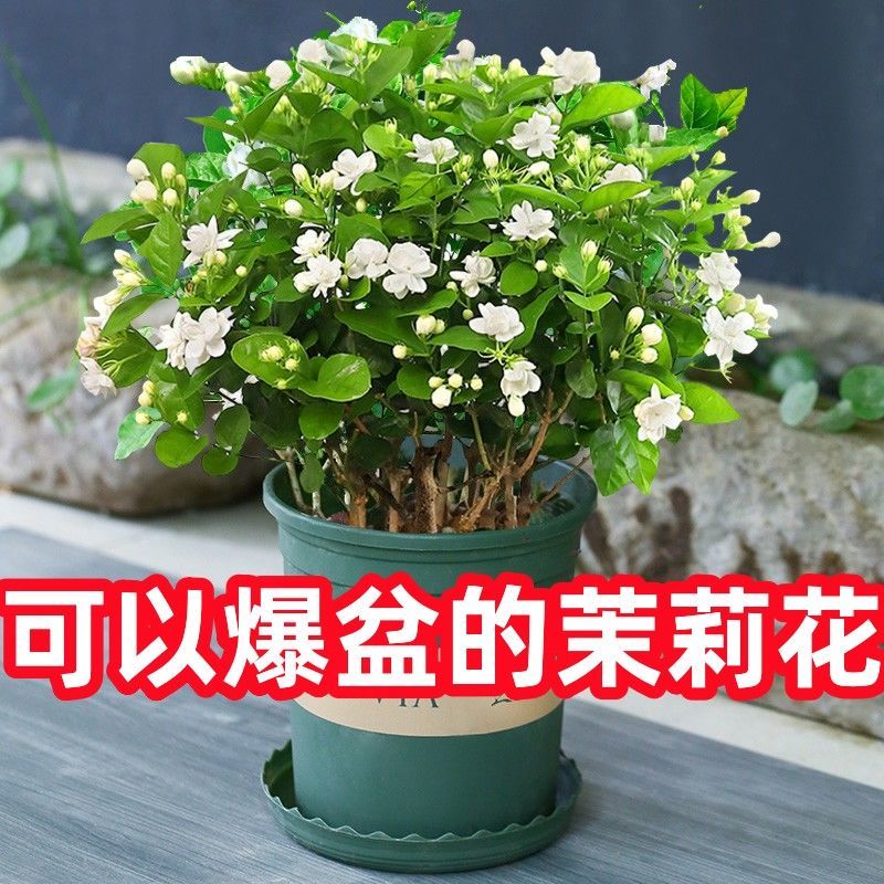 【**香】茉莉浓香横县重瓣盆栽室内绿植好养四季花卉阳台植