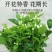 【**香】茉莉浓香横县重瓣盆栽室内绿植好养四季花卉阳台植