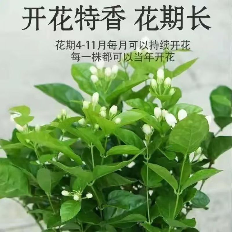 【**香】茉莉浓香横县重瓣盆栽室内绿植好养四季花卉阳台植
