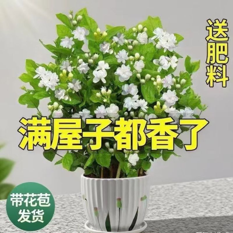【**香】茉莉浓香横县重瓣盆栽室内绿植好养四季花卉阳台植