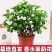 【**香】茉莉浓香横县重瓣盆栽室内绿植好养四季花卉阳台植