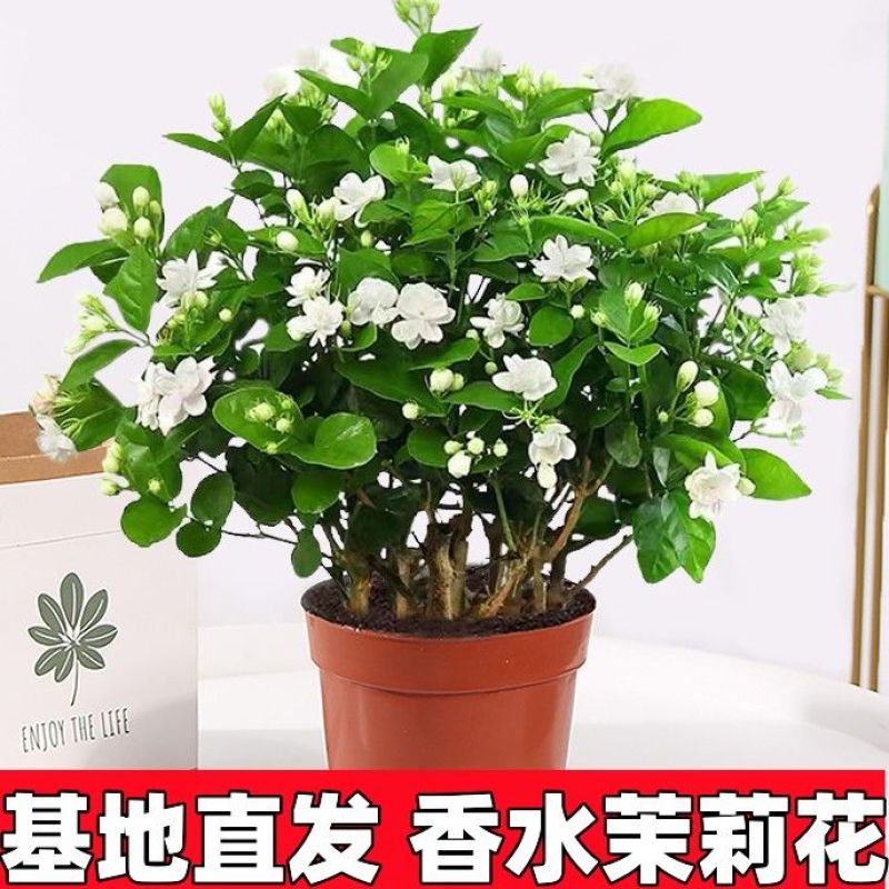 【**香】茉莉浓香横县重瓣盆栽室内绿植好养四季花卉阳台植