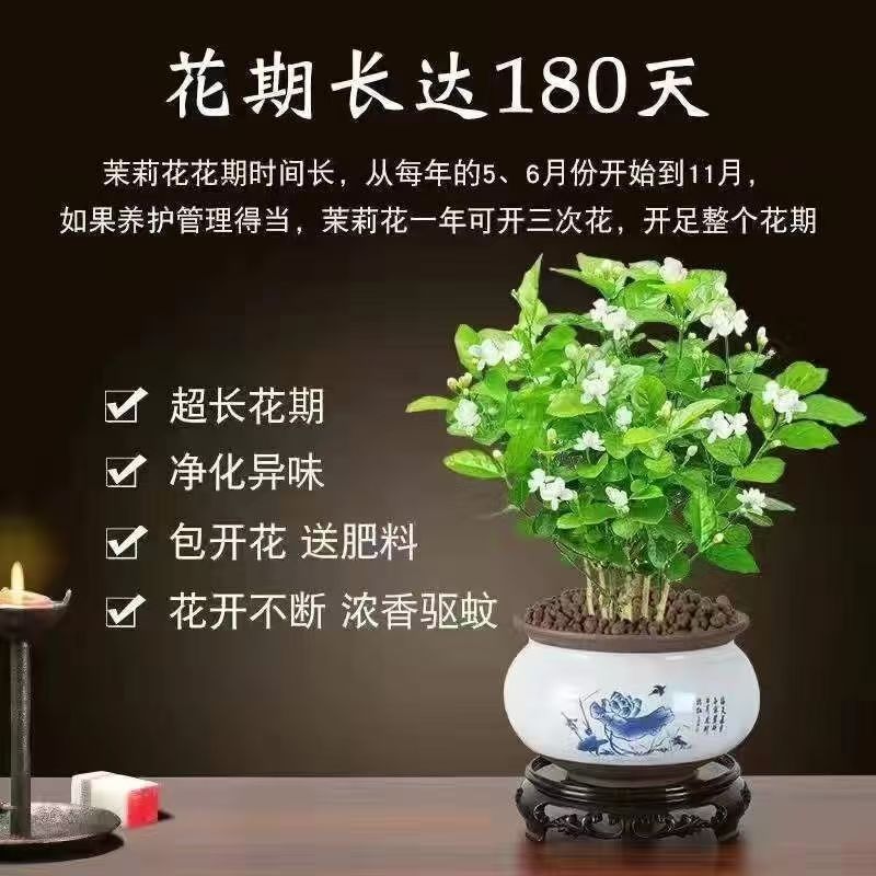 【**香】茉莉浓香横县重瓣盆栽室内绿植好养四季花卉阳台植