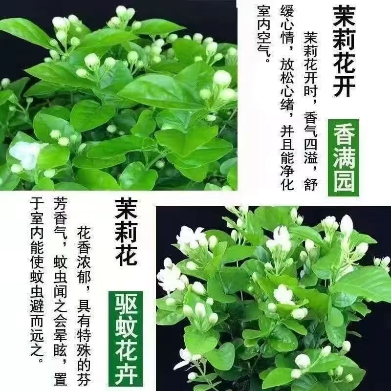 【**香】茉莉浓香横县重瓣盆栽室内绿植好养四季花卉阳台植