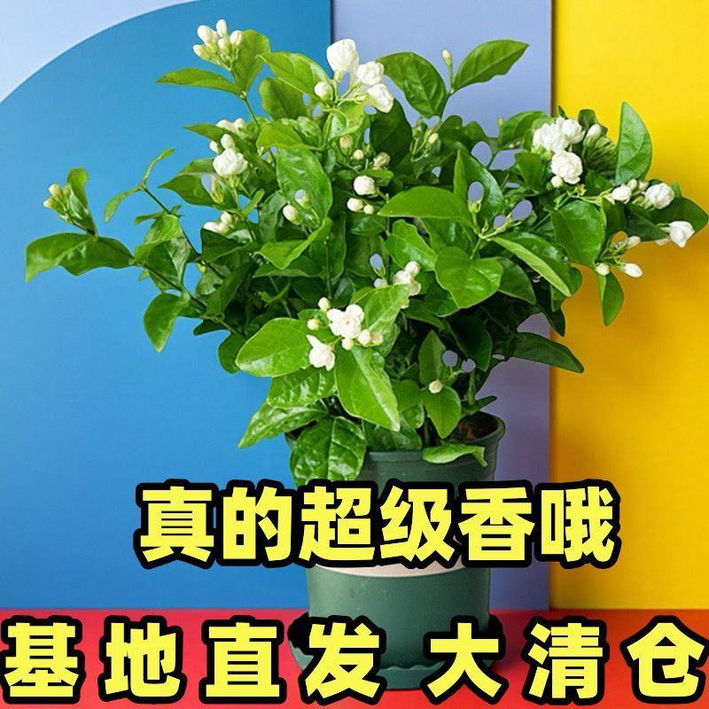 【**香】茉莉浓香横县重瓣盆栽室内绿植好养四季花卉阳台植