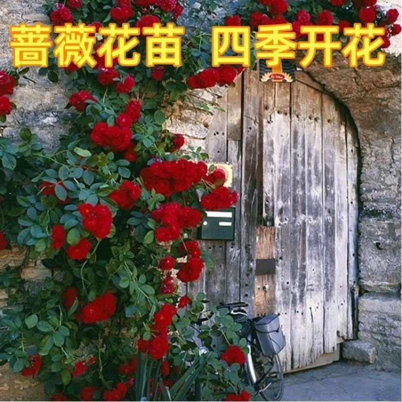 蔷薇花苗爬藤植物耐寒四季开花浓香大花地栽盆栽花卉攀爬庭院