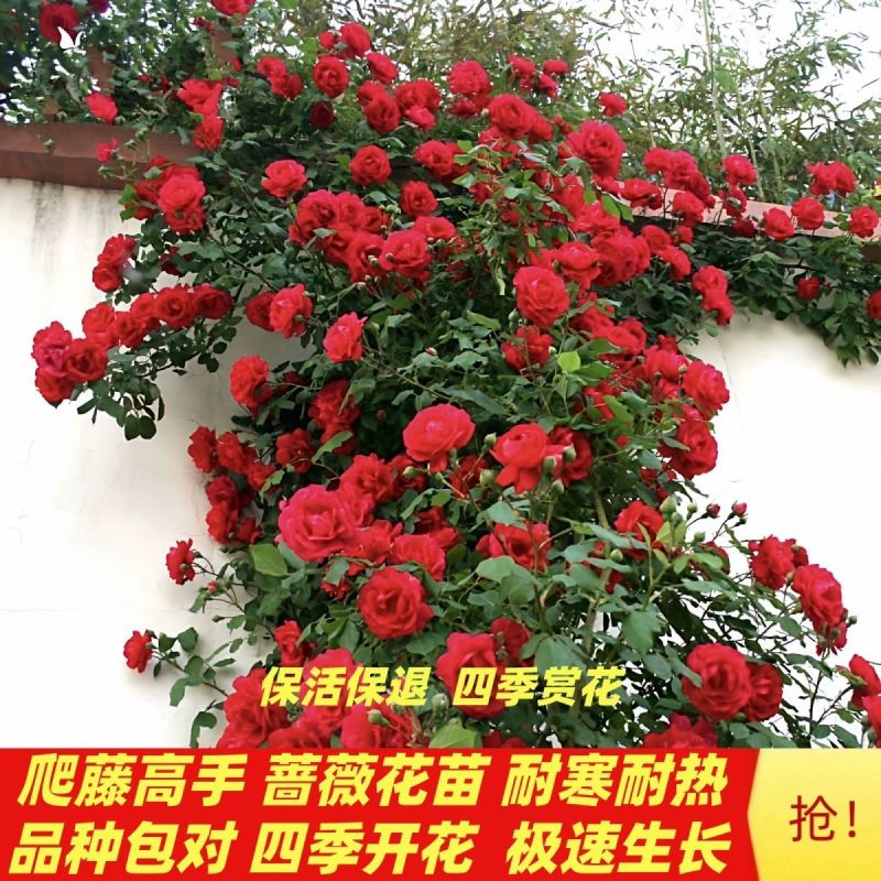 蔷薇花苗爬藤植物耐寒四季开花浓香大花地栽盆栽花卉攀爬庭院