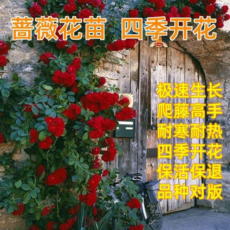 蔷薇花苗爬藤植物耐寒四季开花浓香大花地栽盆栽花卉攀爬庭院