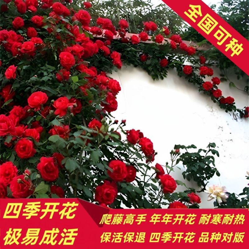 蔷薇花苗爬藤植物耐寒四季开花浓香大花地栽盆栽花卉攀爬庭院