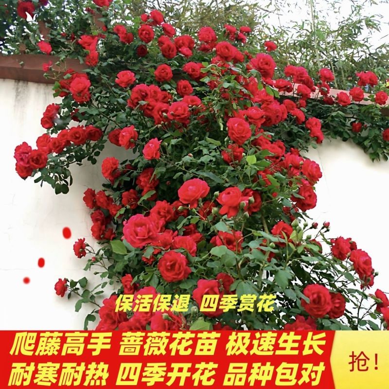 蔷薇花苗爬藤植物耐寒四季开花浓香大花地栽盆栽花卉攀爬庭院