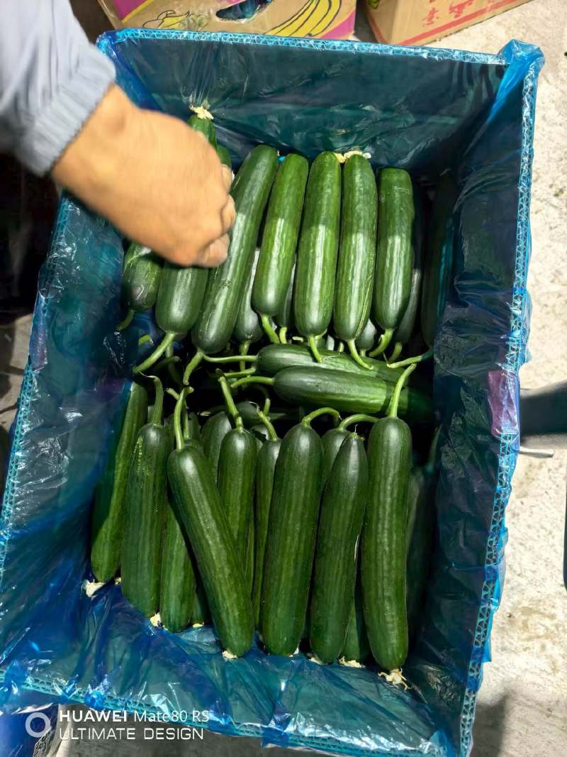 河北邯郸，水果小黄瓜，大量供应