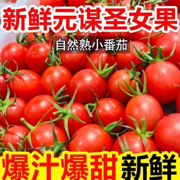 山东莘县圣女果中国蔬菜**县源头直供当天采摘