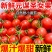 山东莘县圣女果中国蔬菜**县源头直供当天采摘
