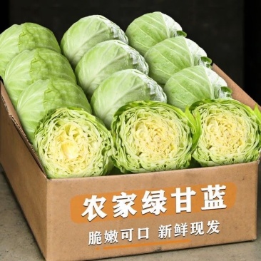 山东莘县甘蓝大量上市紧实翠绿耐放整车批发