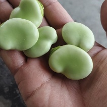 南通精品蚕豆，大白玉品种