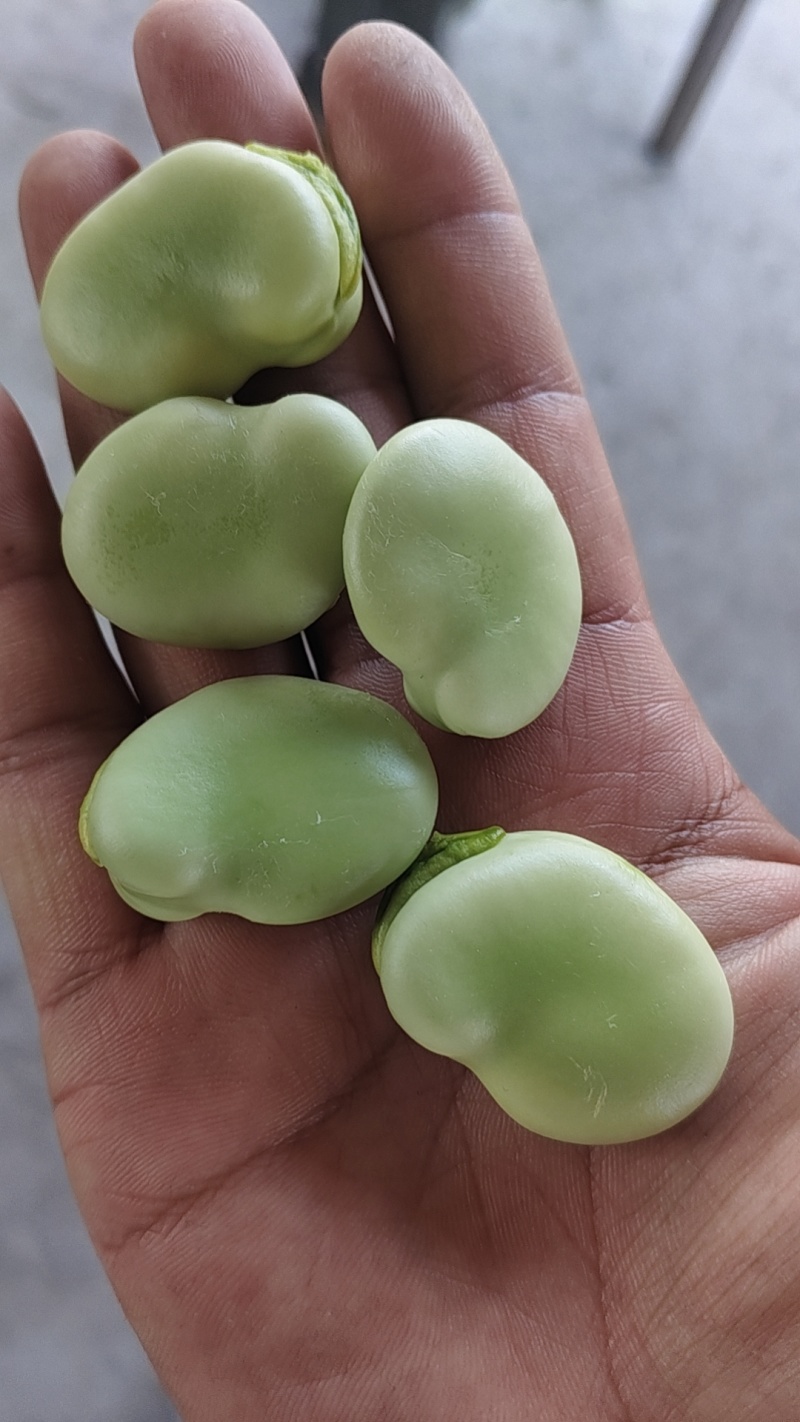 南通精品蚕豆，大白玉品种