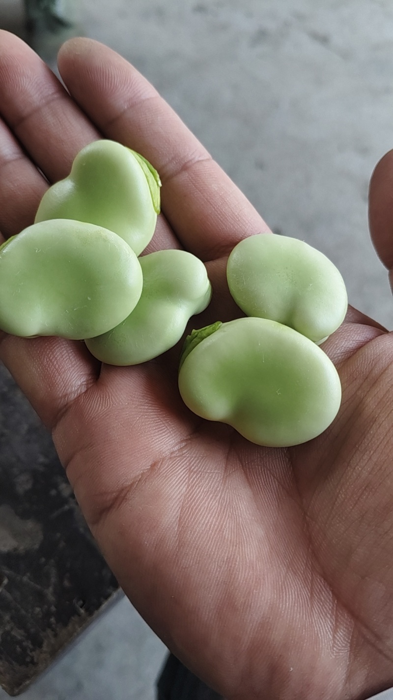南通精品蚕豆，大白玉品种
