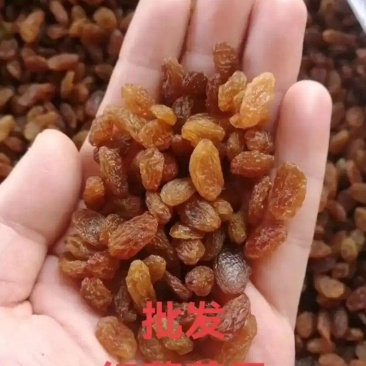 烘焙专用葡萄干！原产地供应链