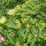 山银花统货价格合适