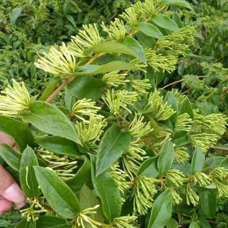 山银花统货价格合适