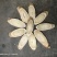 1.2，1.5精品黄芪大片可装礼盒