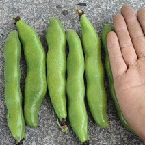 南通大蚕豆，精品开采