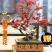 带花苞】海棠花盆栽树苗长寿冠庭院阳台花卉绿植盆景老桩四季