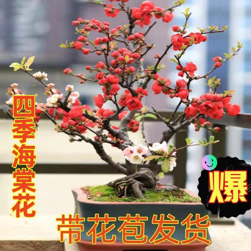 带花苞】海棠花盆栽树苗长寿冠庭院阳台花卉绿植盆景老桩四季