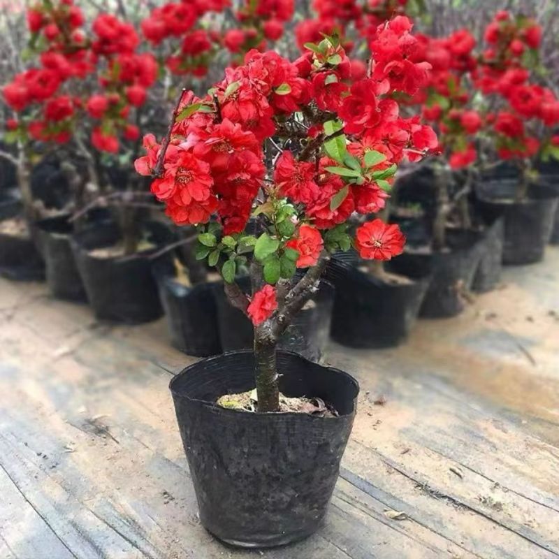 带花苞】海棠花盆栽树苗长寿冠庭院阳台花卉绿植盆景老桩四季