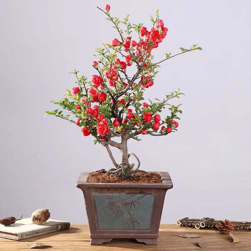 带花苞】海棠花盆栽树苗长寿冠庭院阳台花卉绿植盆景老桩四季